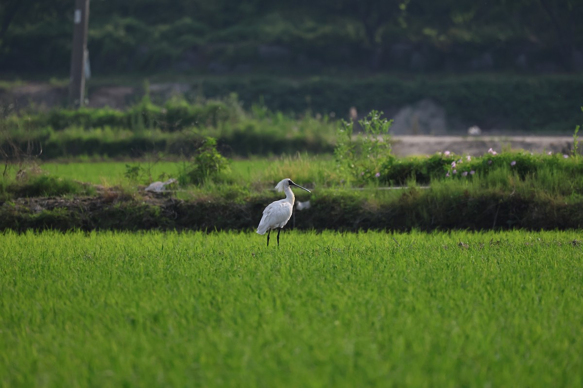 Black-faced Spoonbill - ML637248688