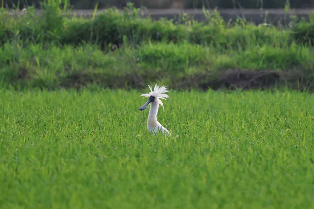 Black-faced Spoonbill - ML637248689