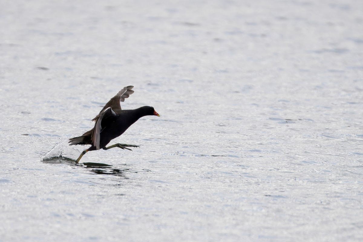 Gallinella d'acqua - ML637248758