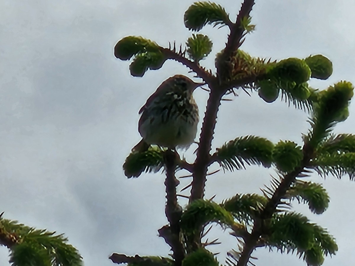 Tree Pipit - ML637248769