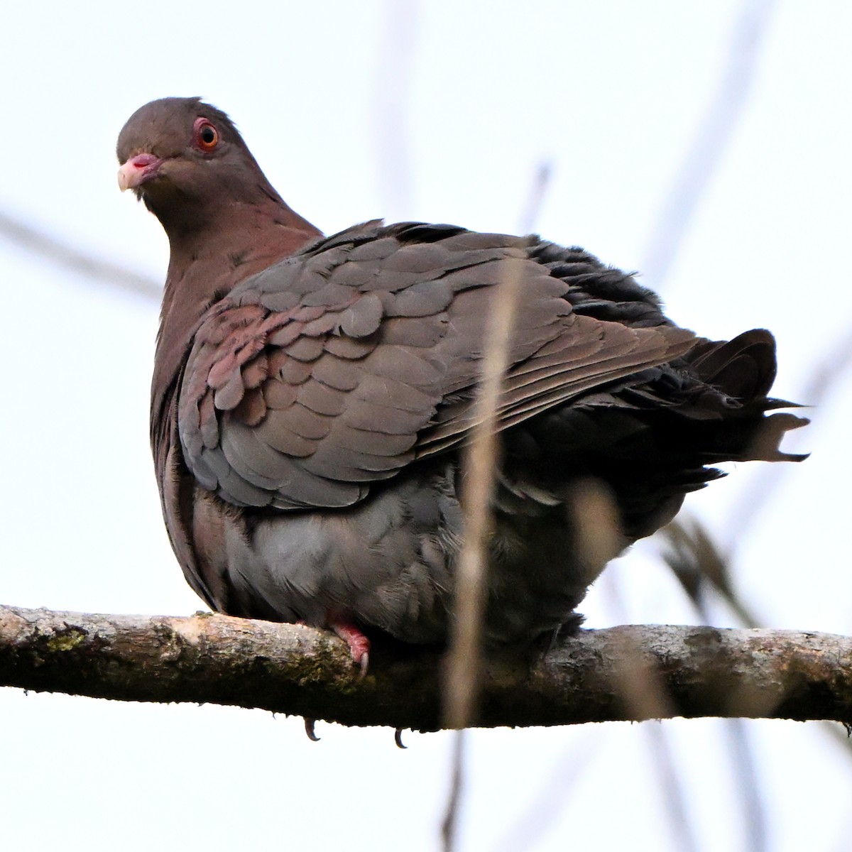 Red-billed Pigeon - ML637248842