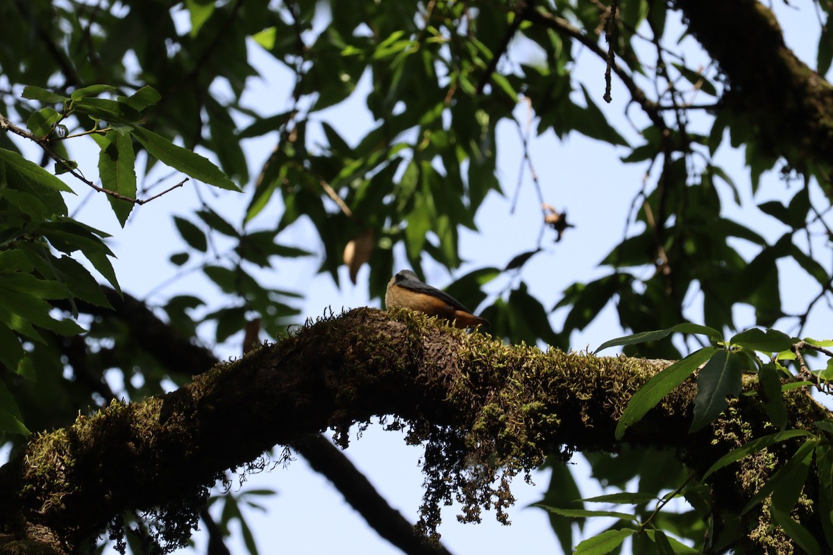 White-tailed Nuthatch - ML637248847