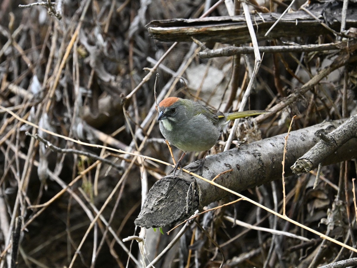 Green-tailed Towhee - ML637248848