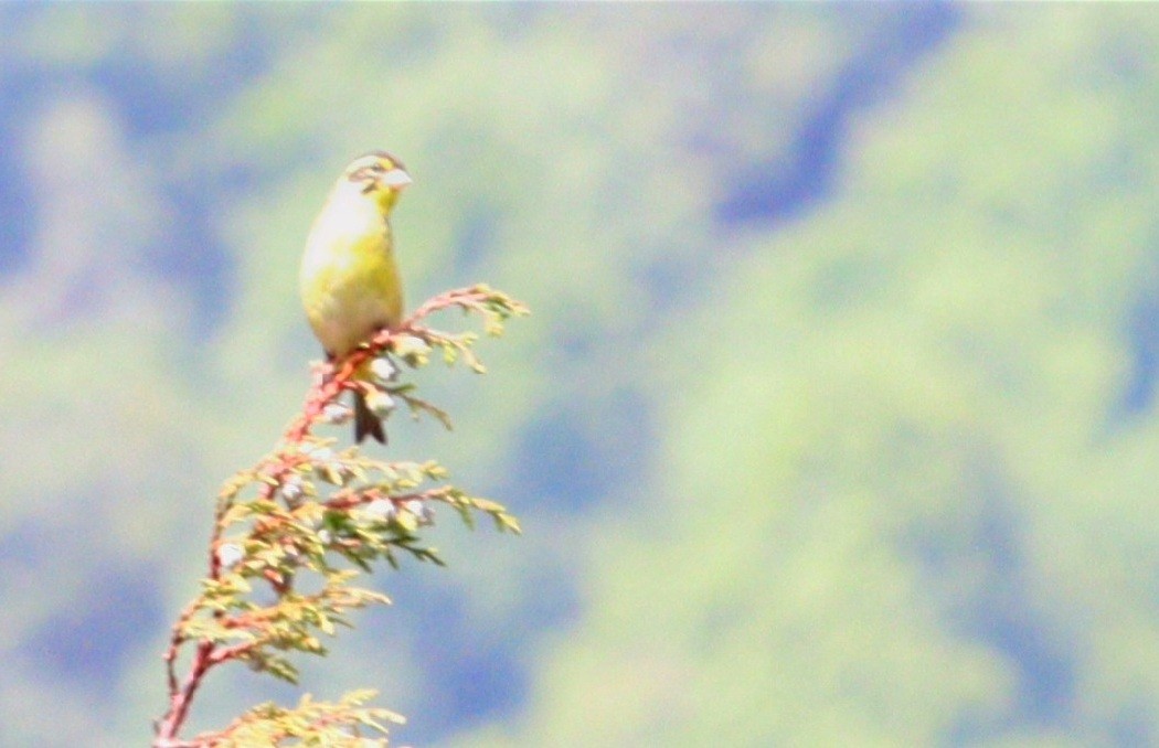 Yellow-breasted Greenfinch - ML637248877