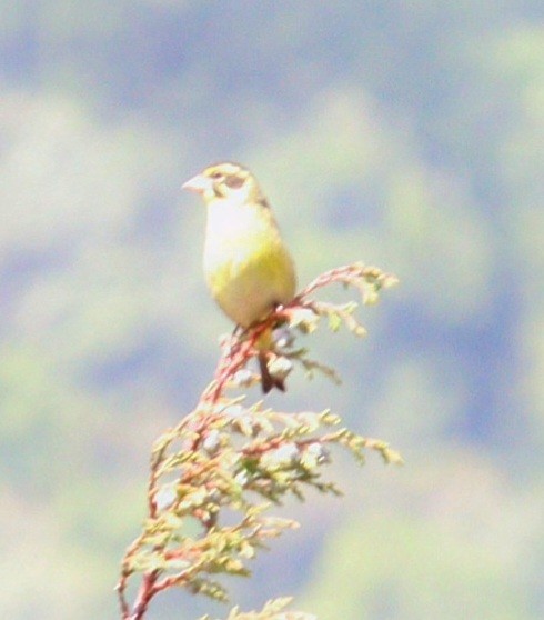 Yellow-breasted Greenfinch - ML637248878
