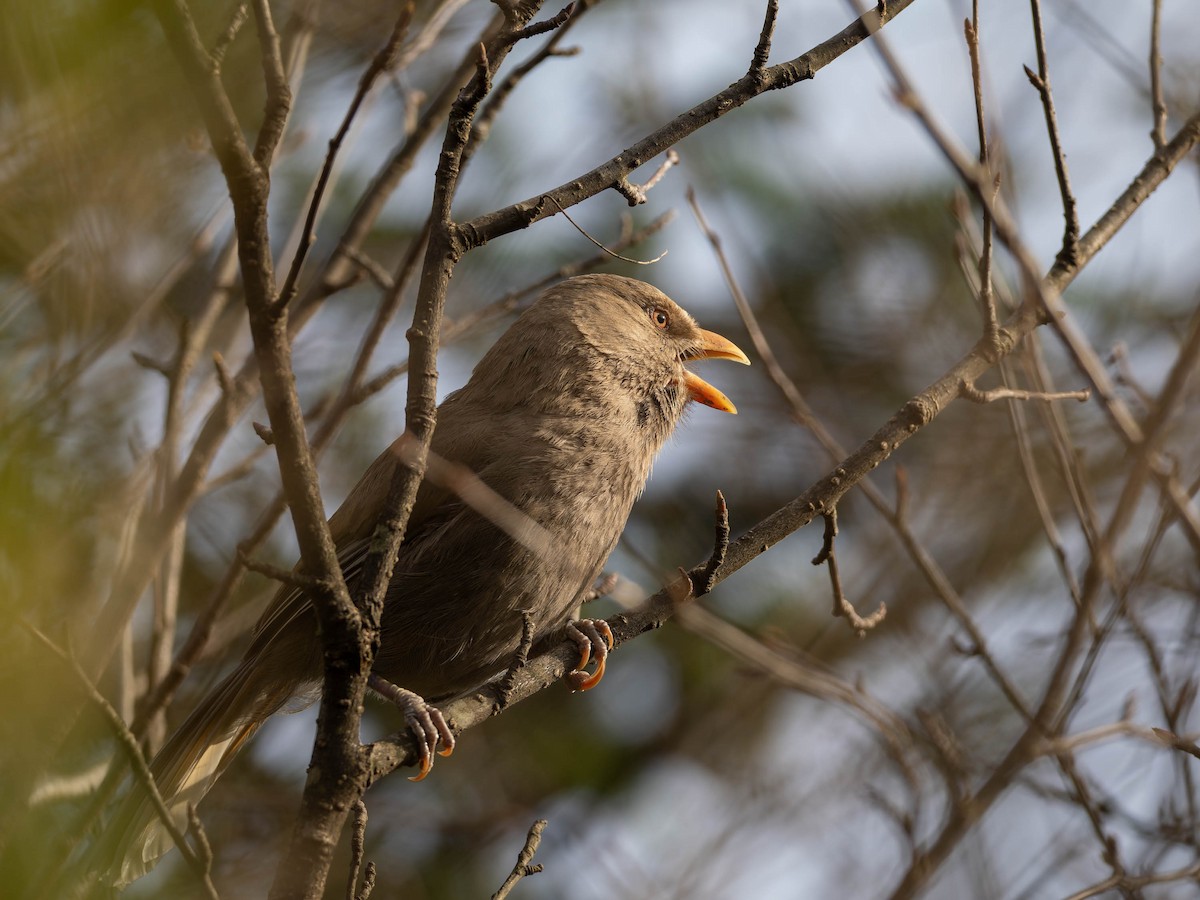 Great Parrotbill - ML637248938