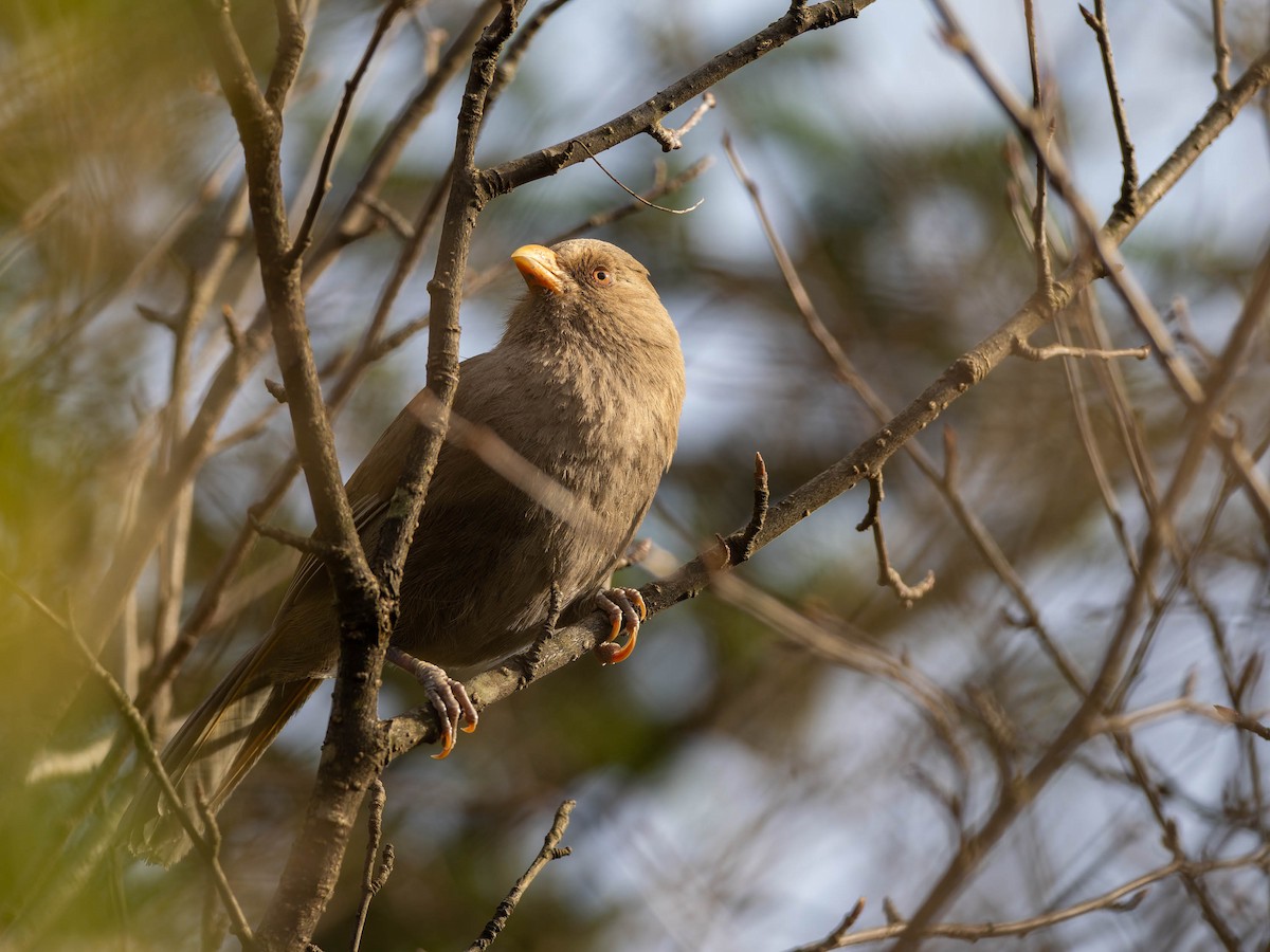 Great Parrotbill - ML637248939