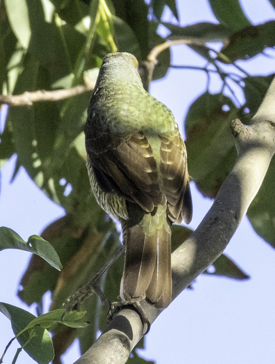 Satin Bowerbird - ML637248956