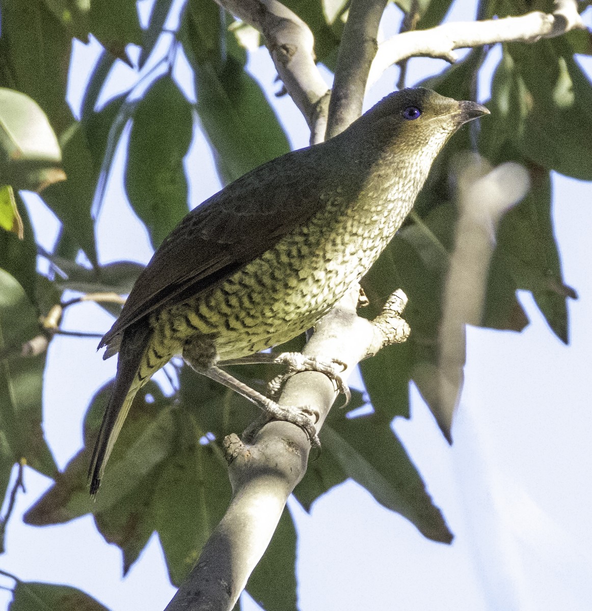 Satin Bowerbird - ML637248957