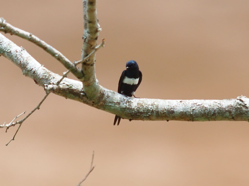 White-banded Swallow - ML637248993