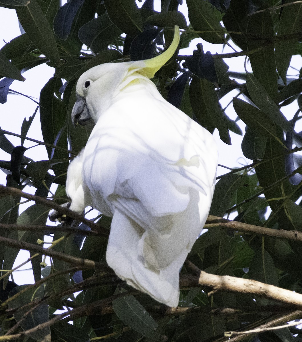 Sulphur-crested Cockatoo - ML637249011
