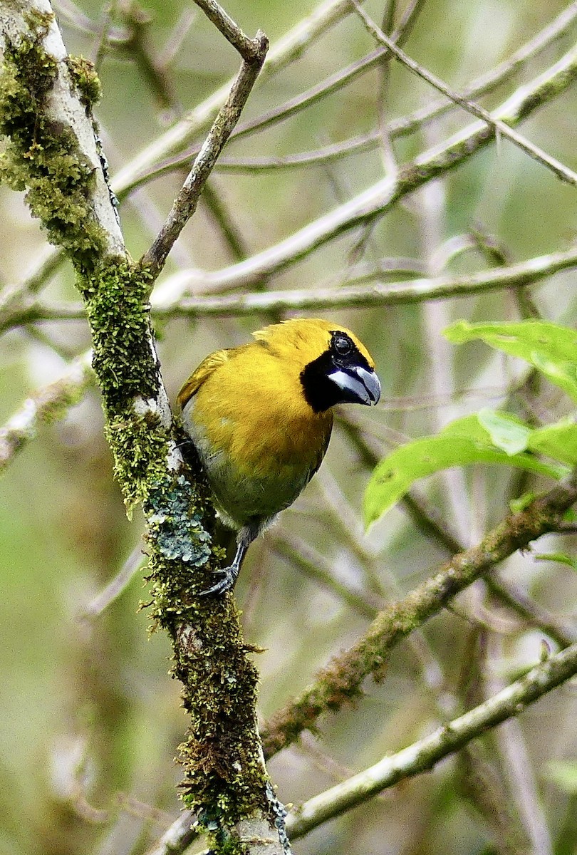 Black-faced Grosbeak - ML637249051