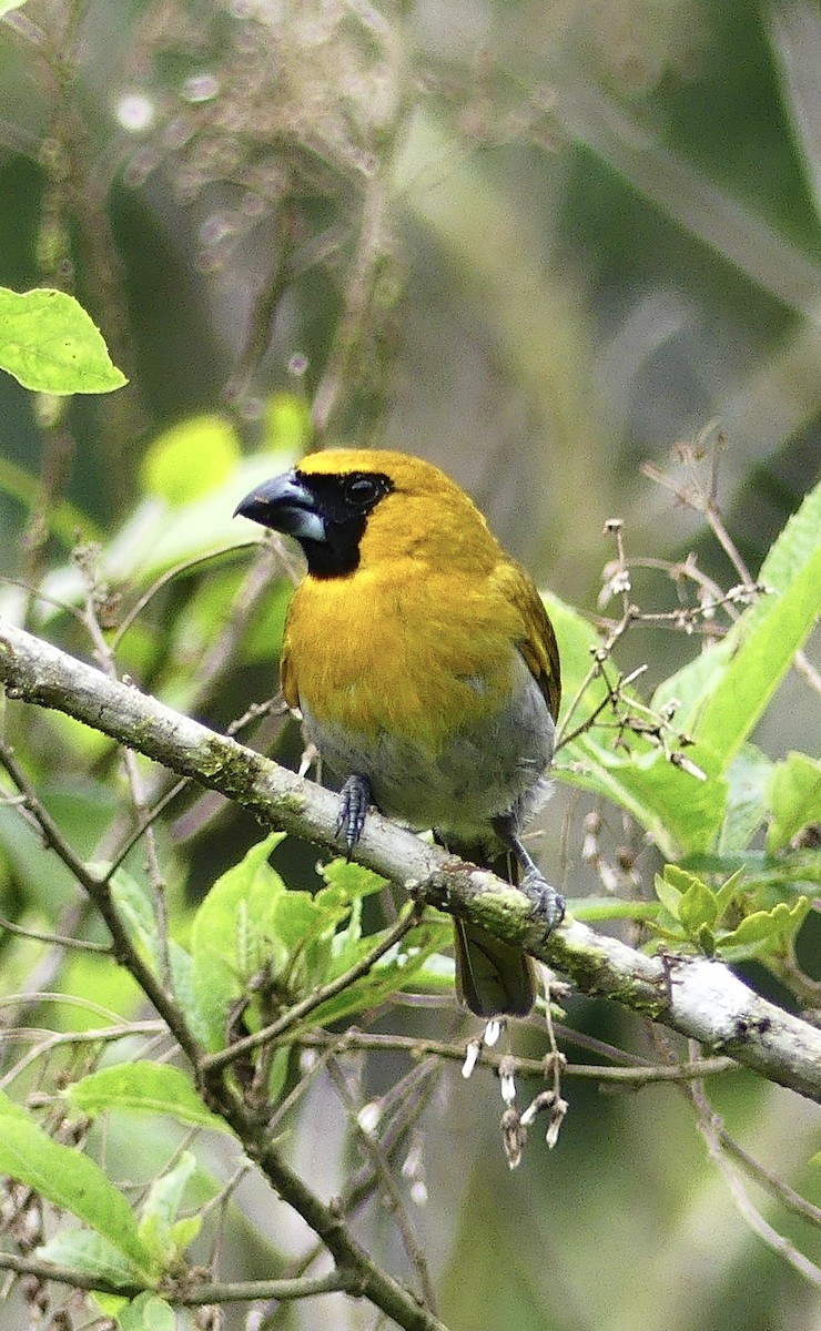 Black-faced Grosbeak - ML637249052