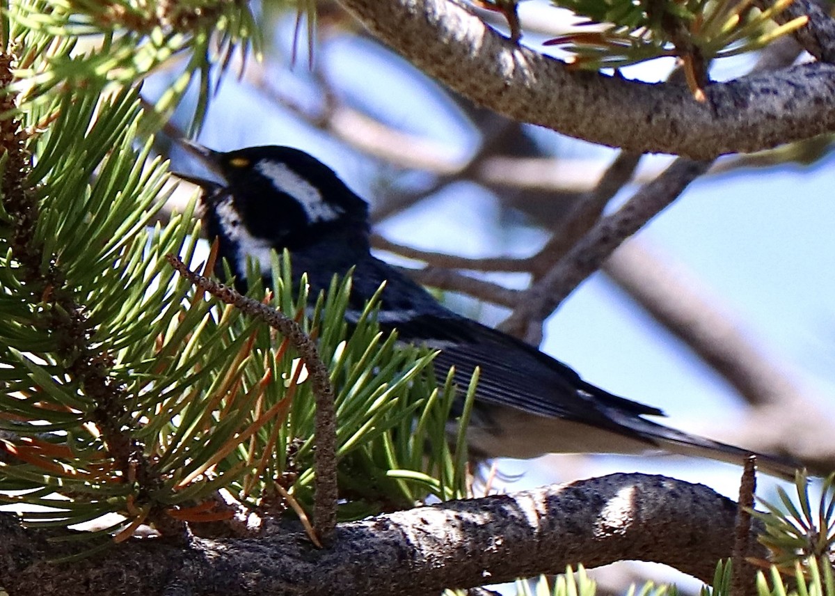 Black-throated Gray Warbler - ML637249090