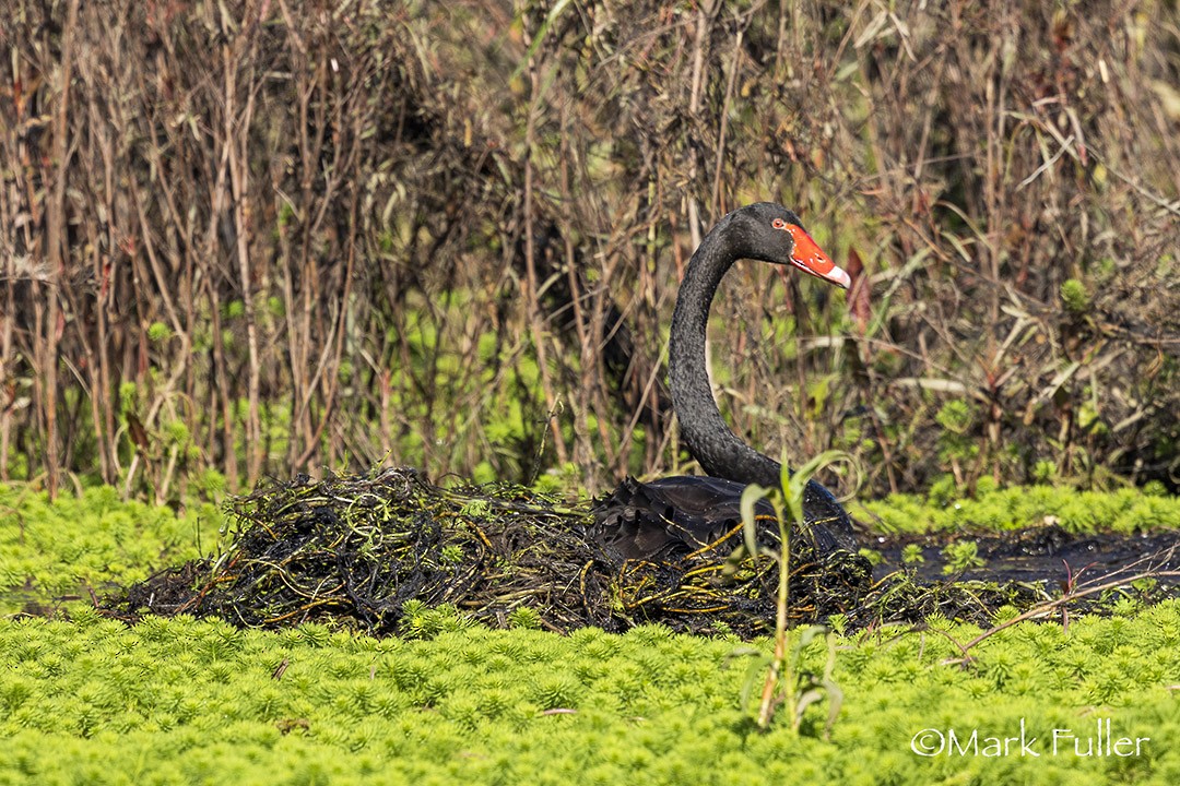 Black Swan - ML637249092