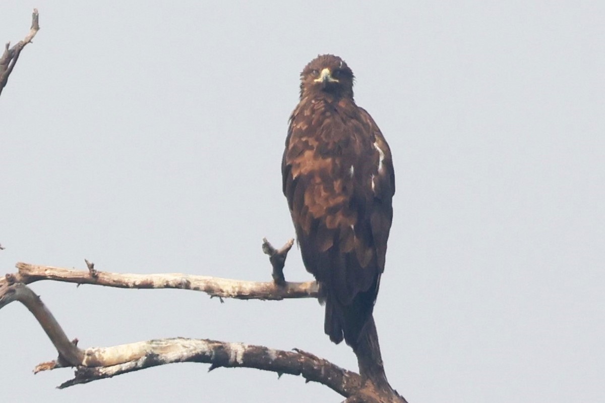 Indian Spotted Eagle - ML637249116