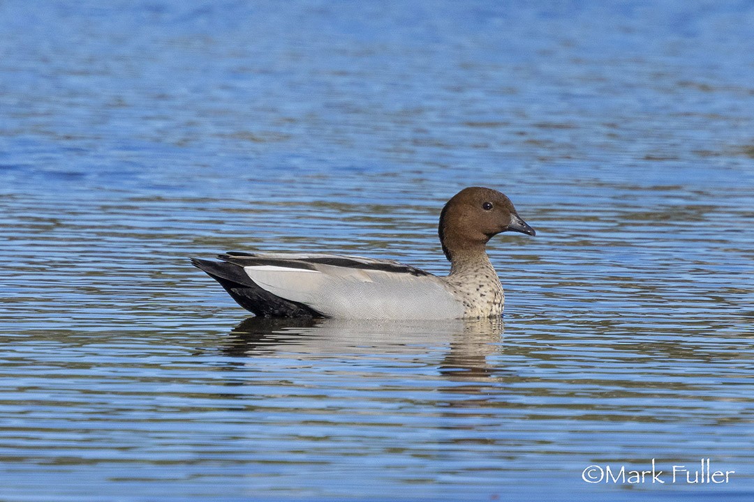 Maned Duck - ML637249124