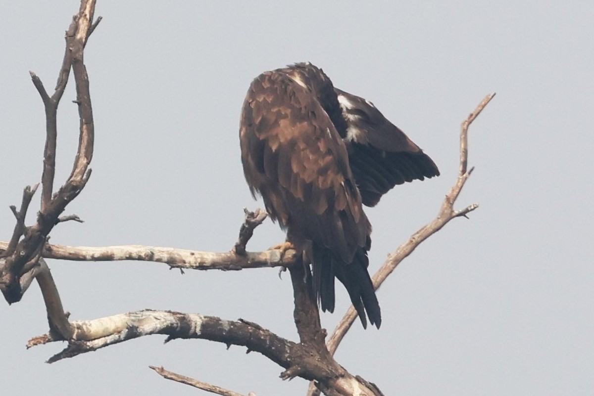 Indian Spotted Eagle - ML637249134