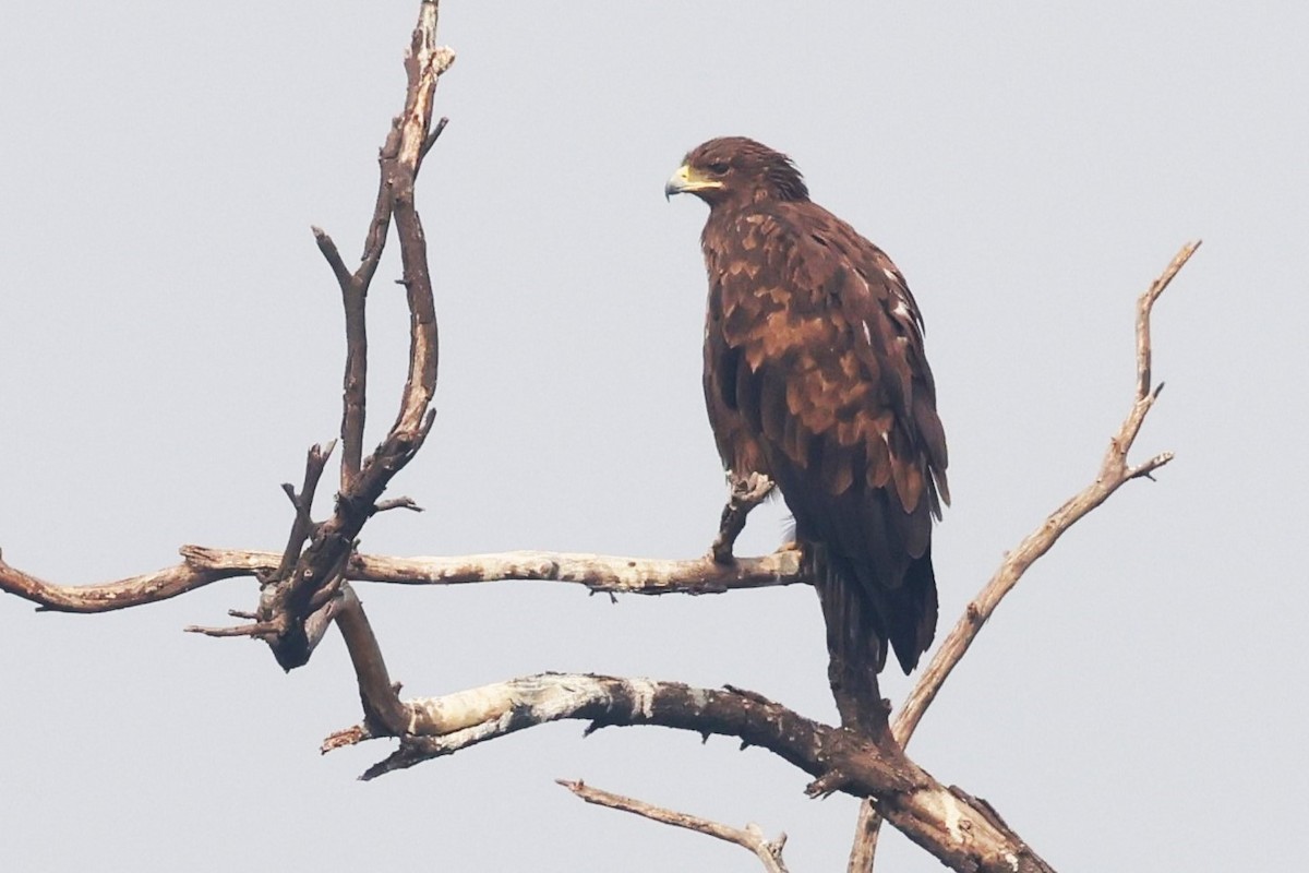 Indian Spotted Eagle - ML637249135