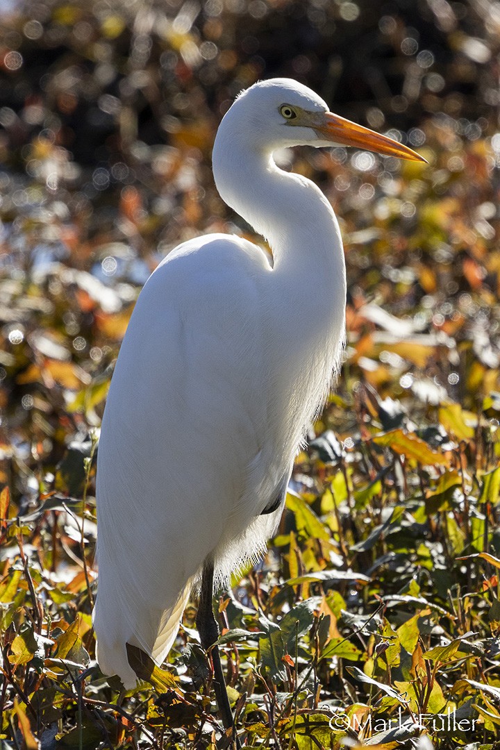 Plumed Egret - ML637249138