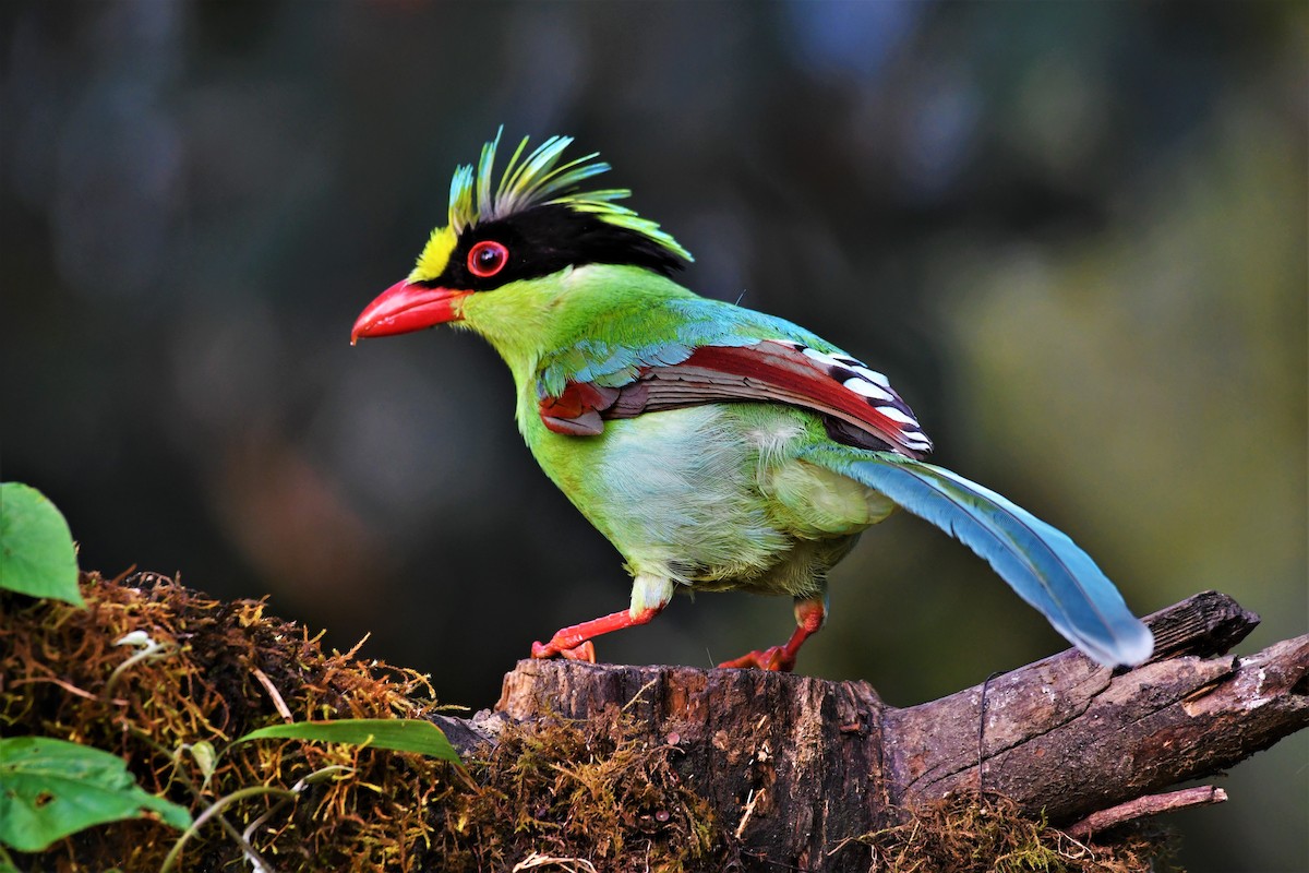 Common Green-Magpie - ML637249168