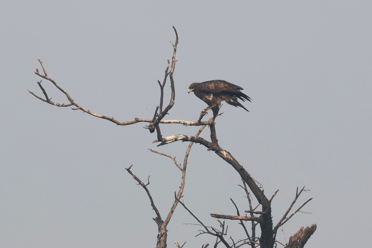Indian Spotted Eagle - ML637249201