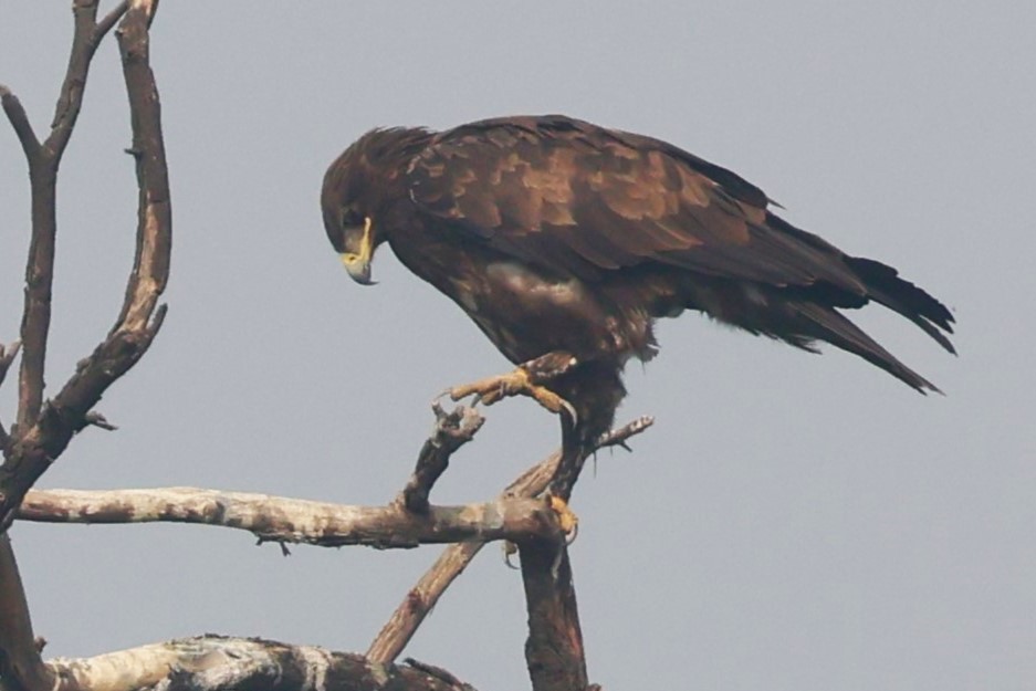Indian Spotted Eagle - ML637249202