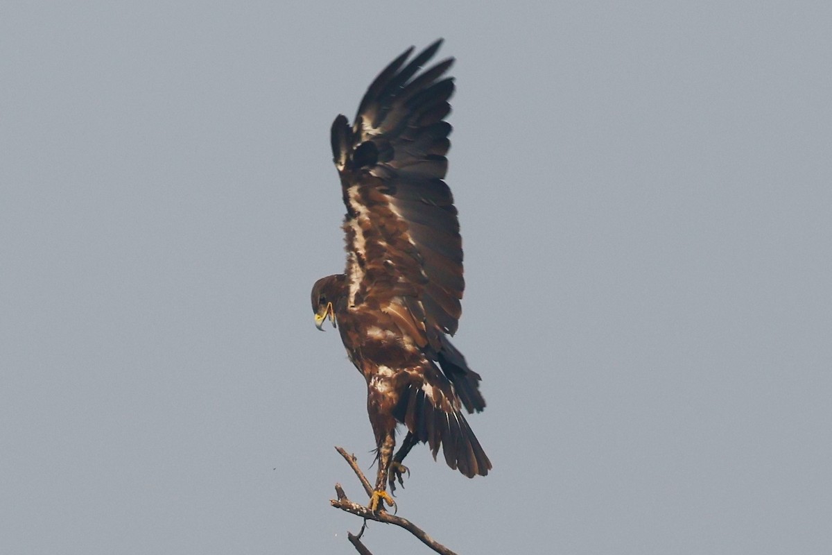Indian Spotted Eagle - ML637249203