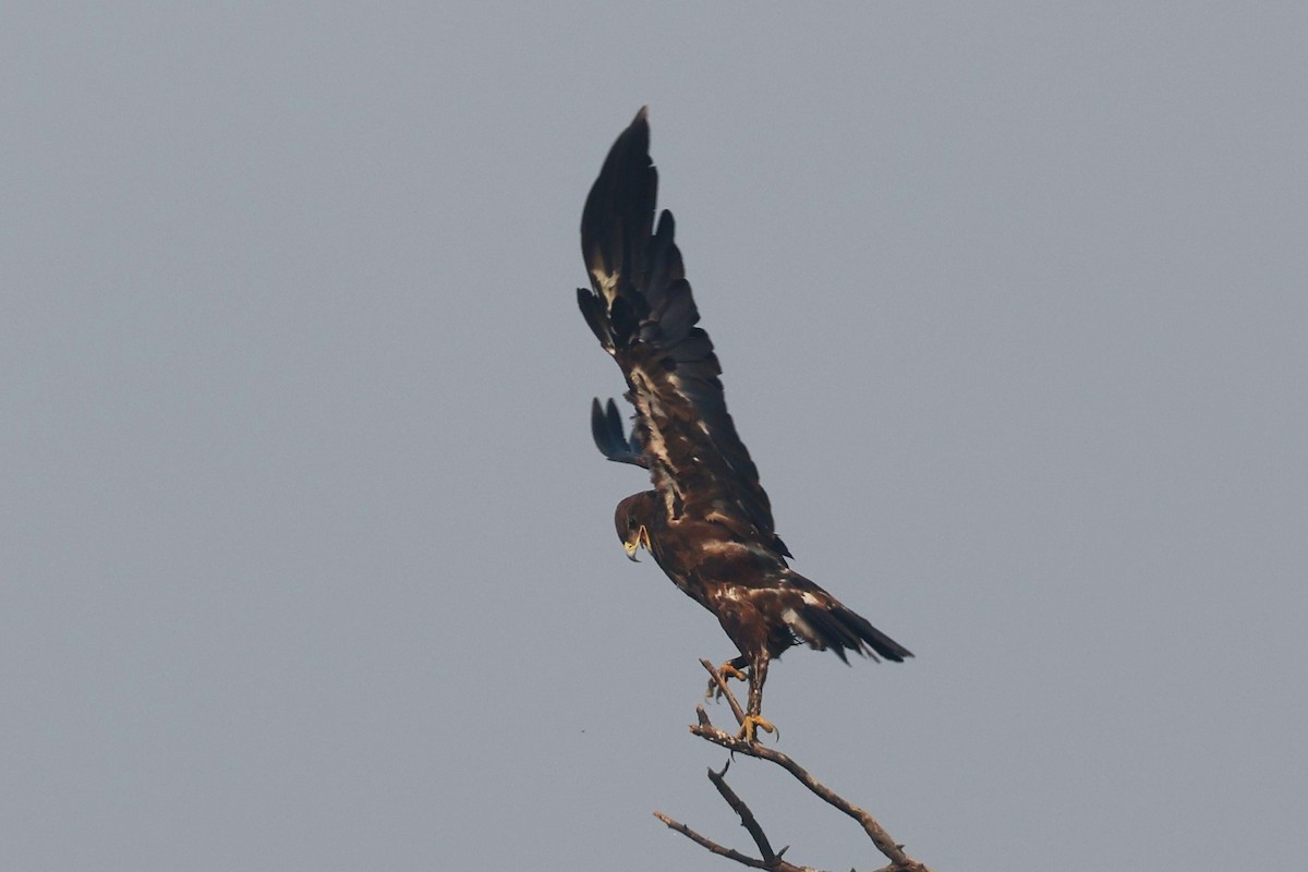 Indian Spotted Eagle - ML637249204