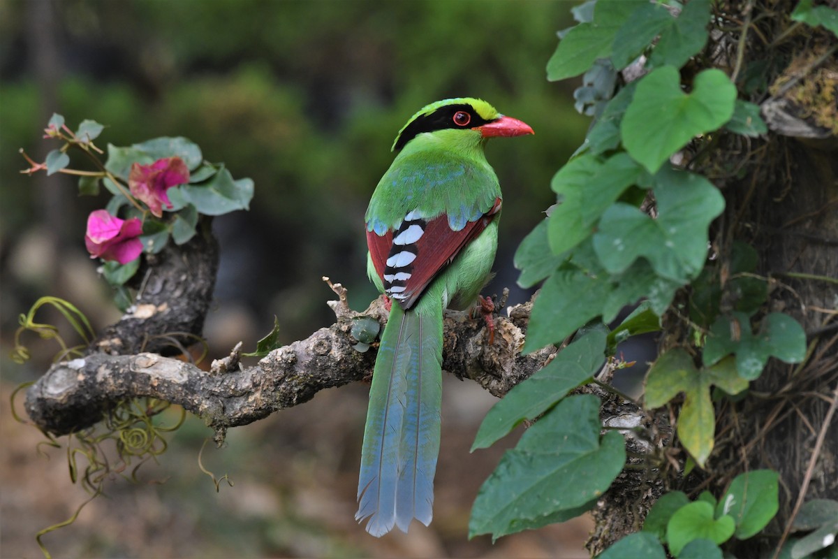 Common Green-Magpie - ML637249221