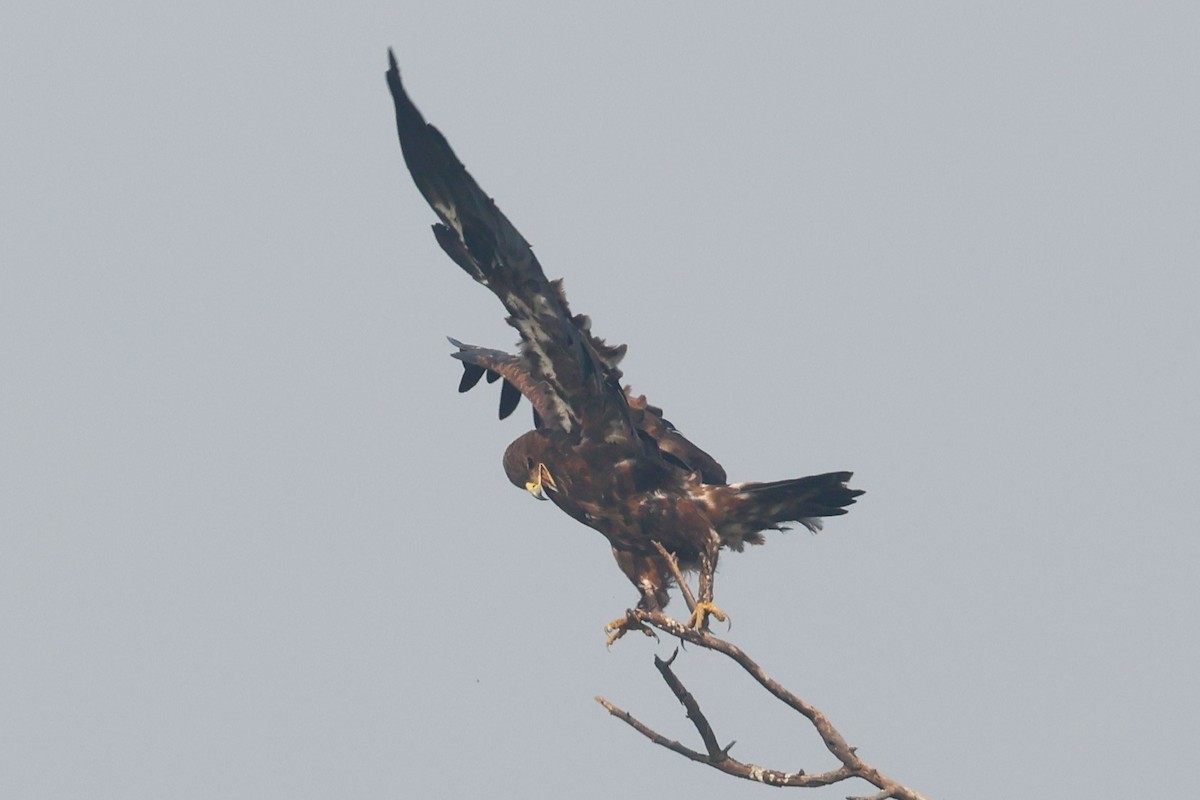 Indian Spotted Eagle - ML637249223