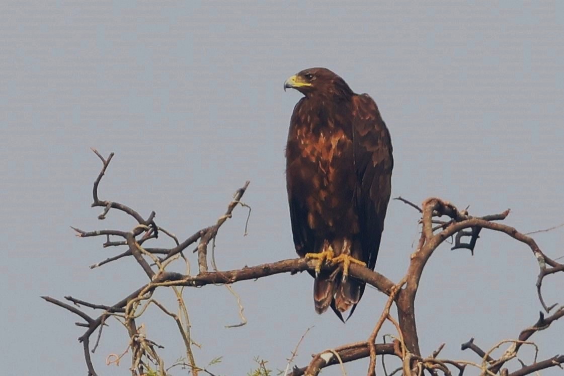 Indian Spotted Eagle - ML637249224