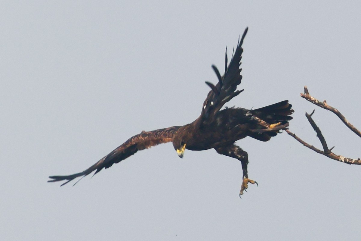 Indian Spotted Eagle - ML637249225