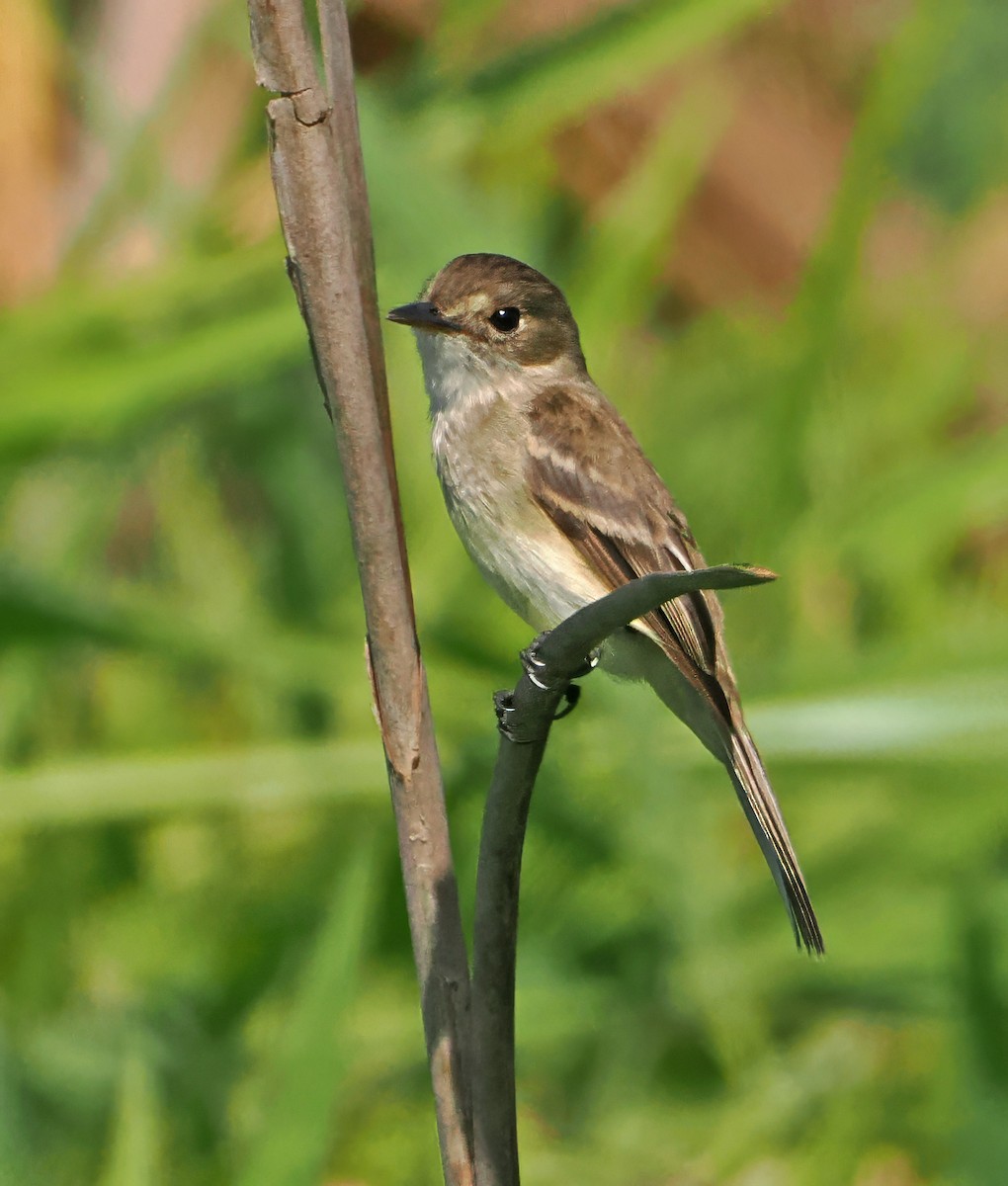 White-throated Flycatcher - ML637249238