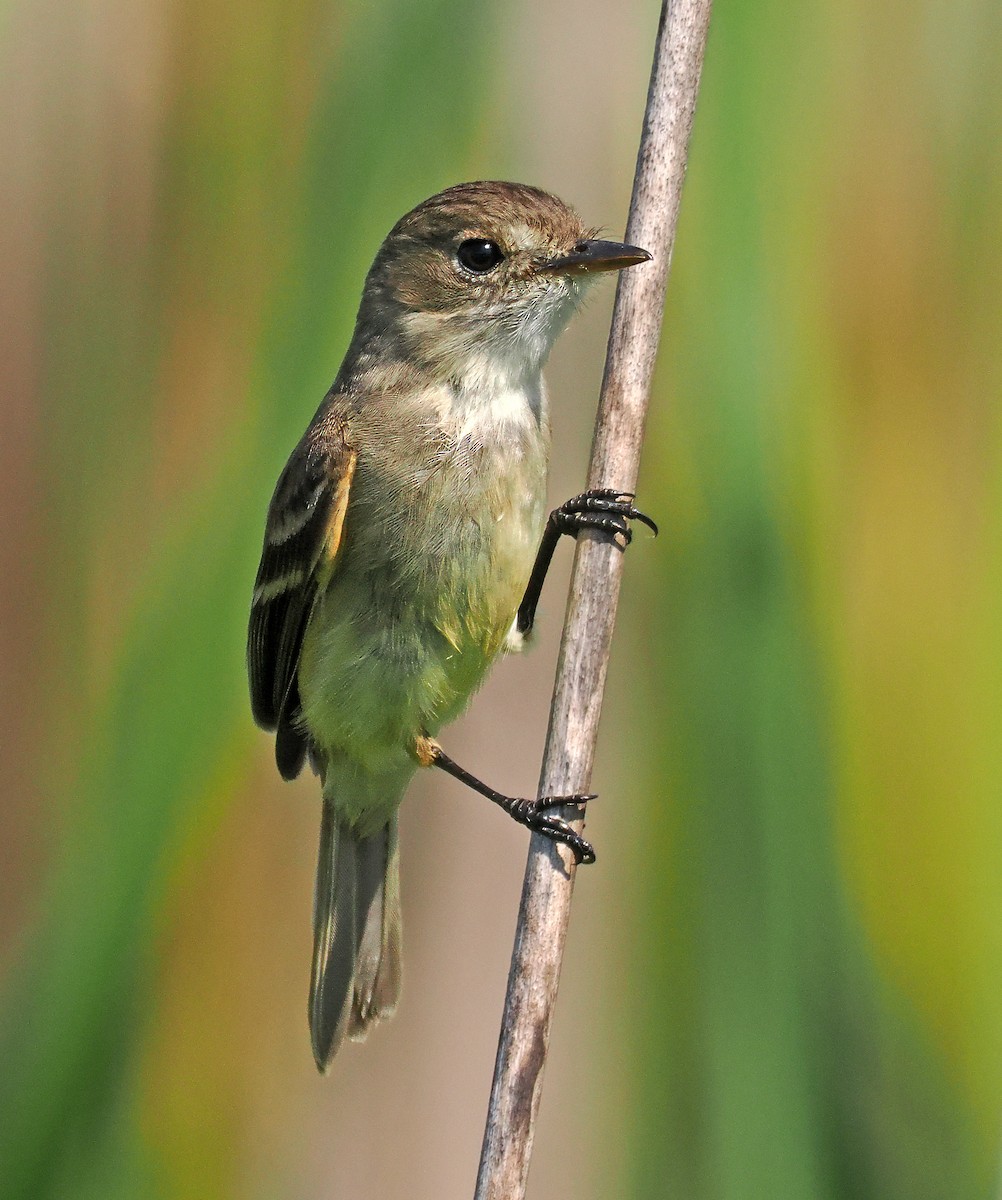 White-throated Flycatcher - ML637249239