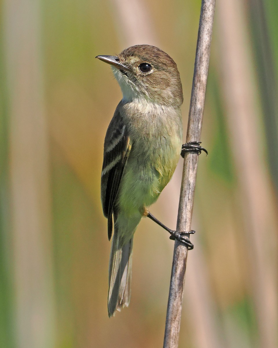 White-throated Flycatcher - ML637249240
