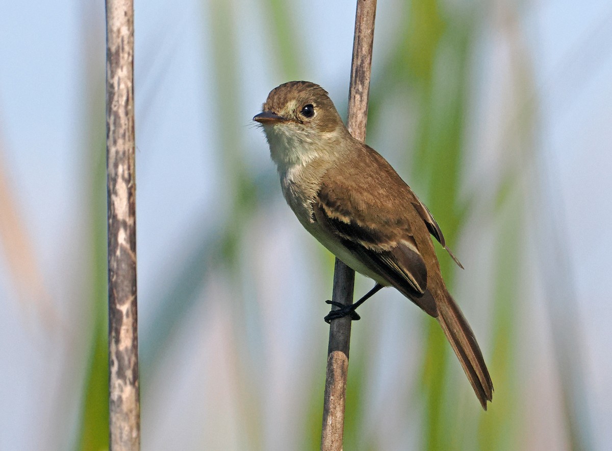 White-throated Flycatcher - ML637249241