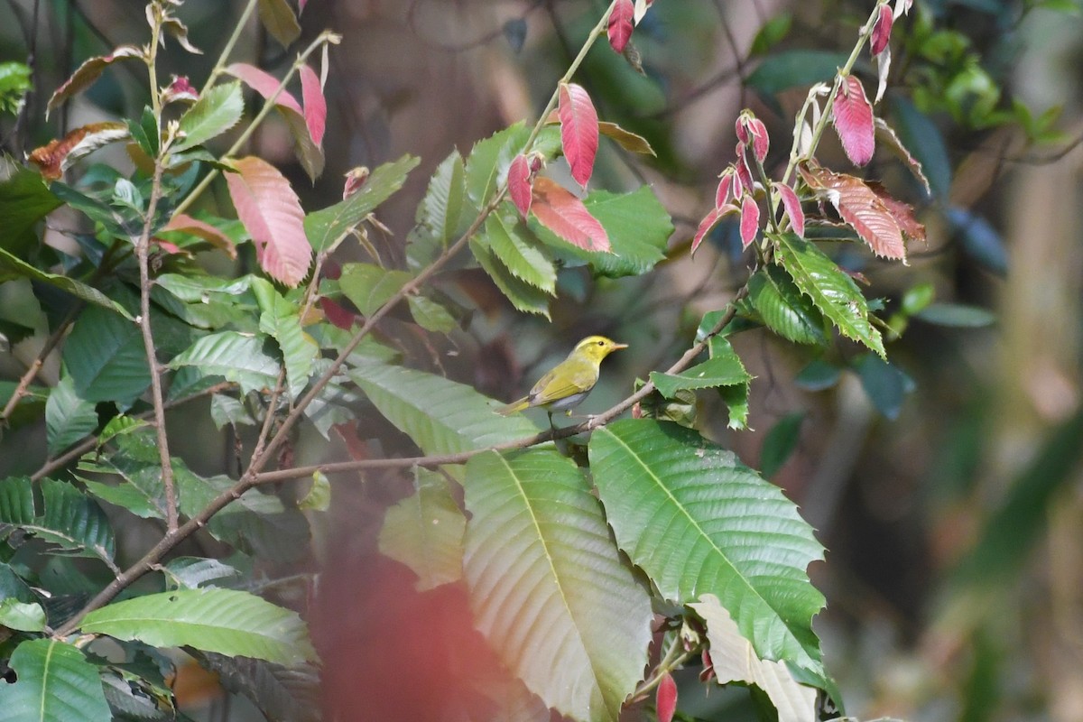 Yellow-vented Warbler - ML637249253