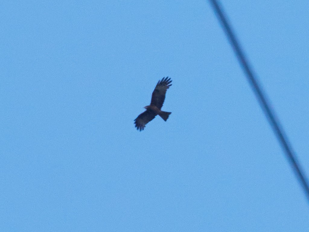 Square-tailed Kite - ML637249278