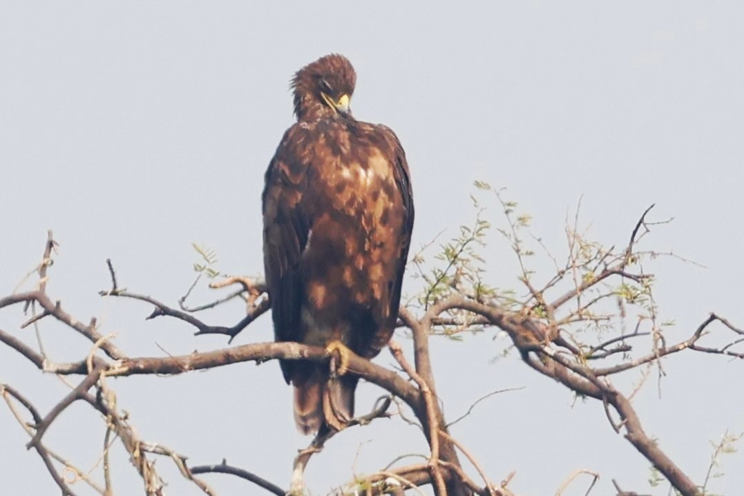 Indian Spotted Eagle - ML637249361