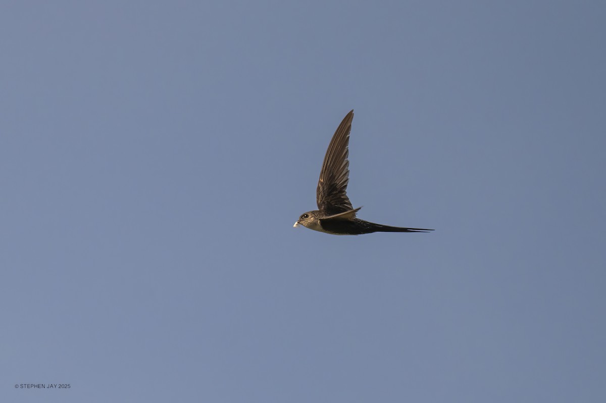 Fork-tailed Palm Swift - ML637249378