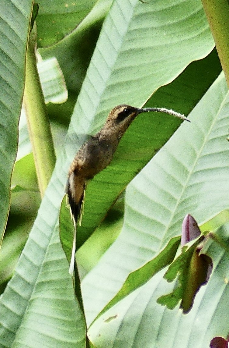 Long-billed Hermit - ML637249455