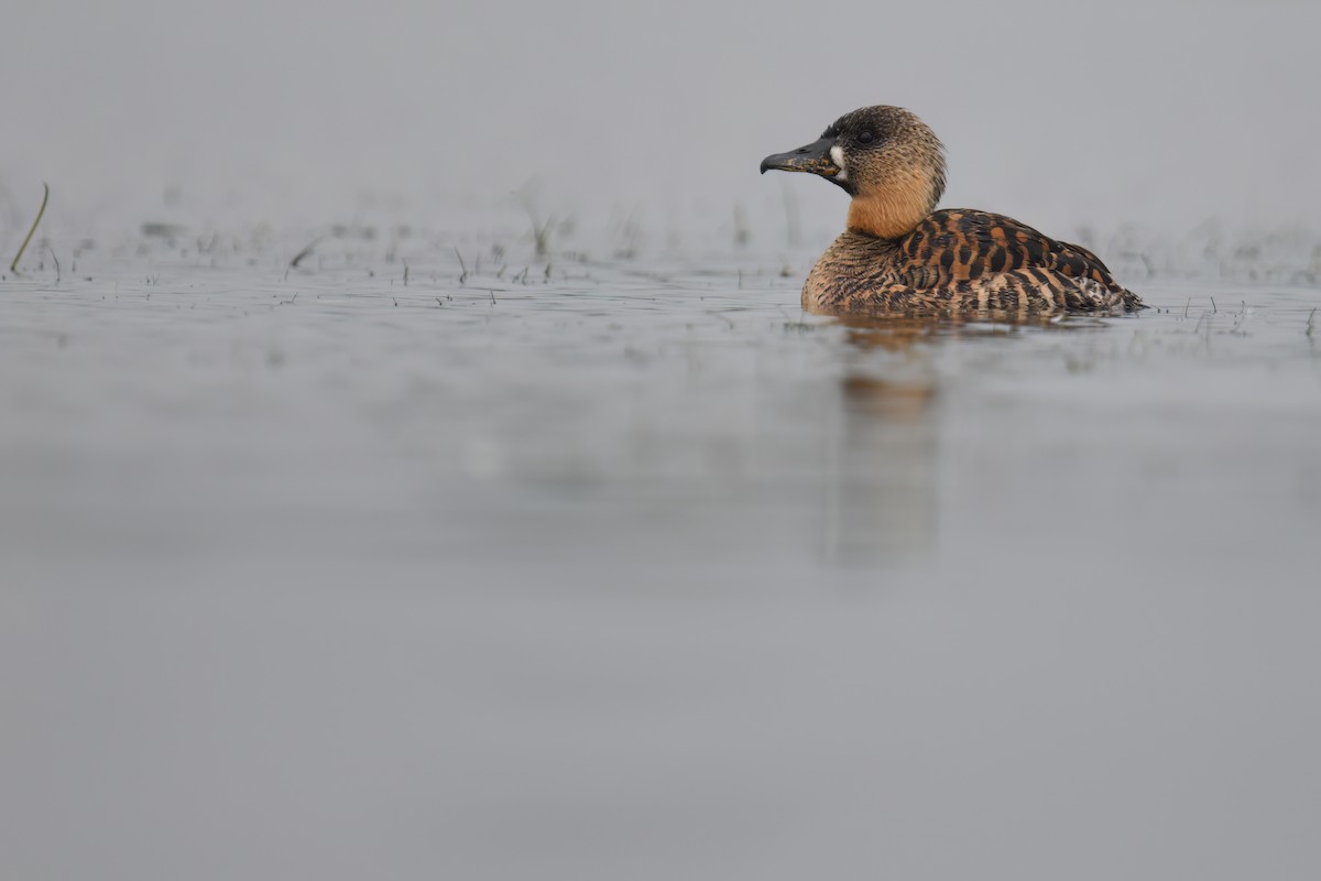 White-backed Duck - ML637249463