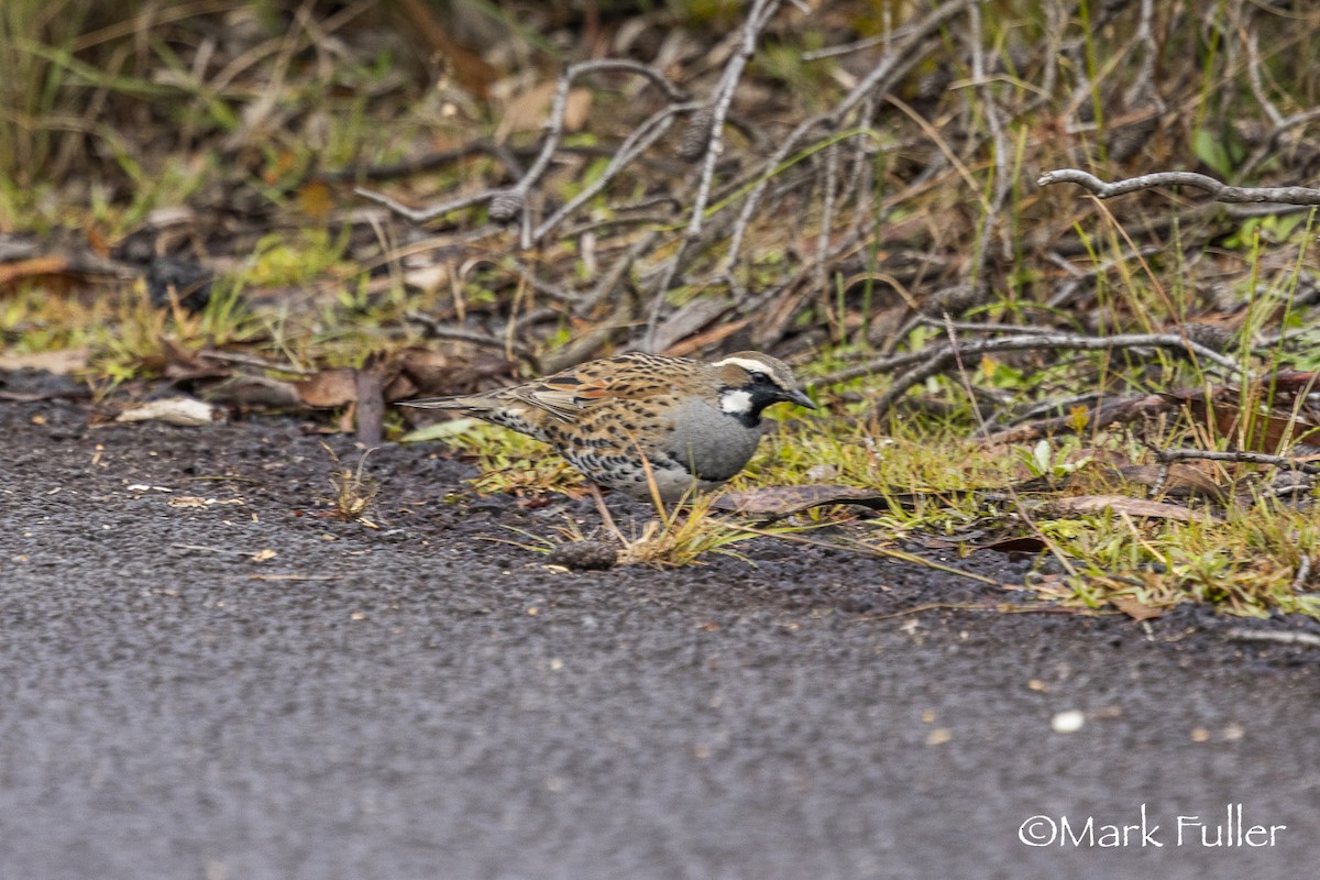Spotted Quail-thrush - ML637249504