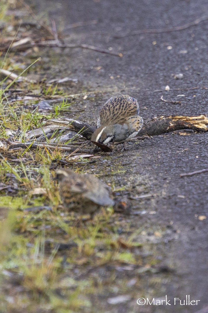 Spotted Quail-thrush - ML637249505