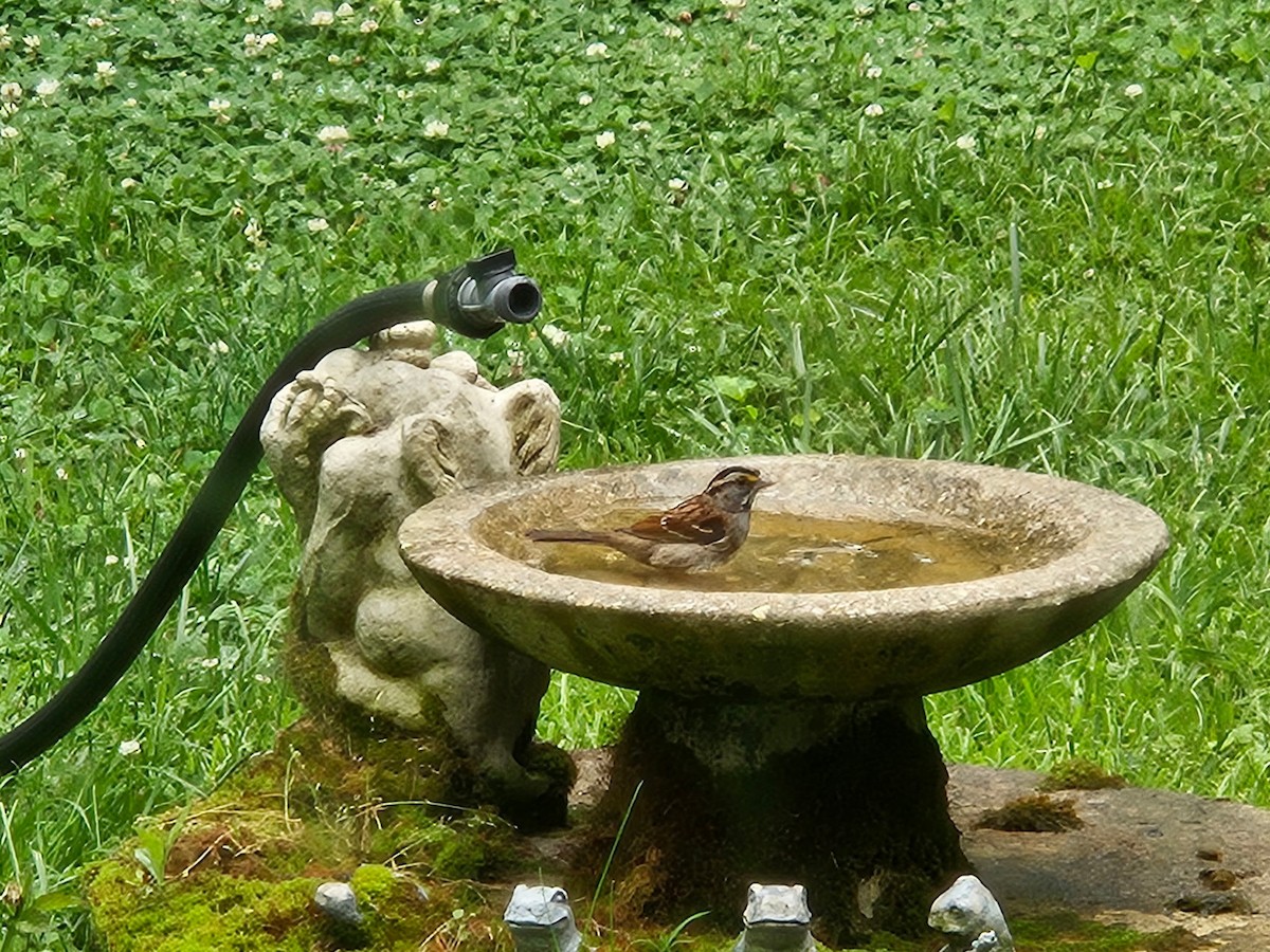 White-throated Sparrow - ML637249578