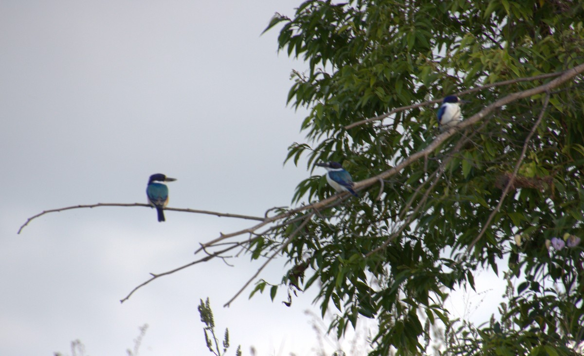Forest Kingfisher - ML637249585
