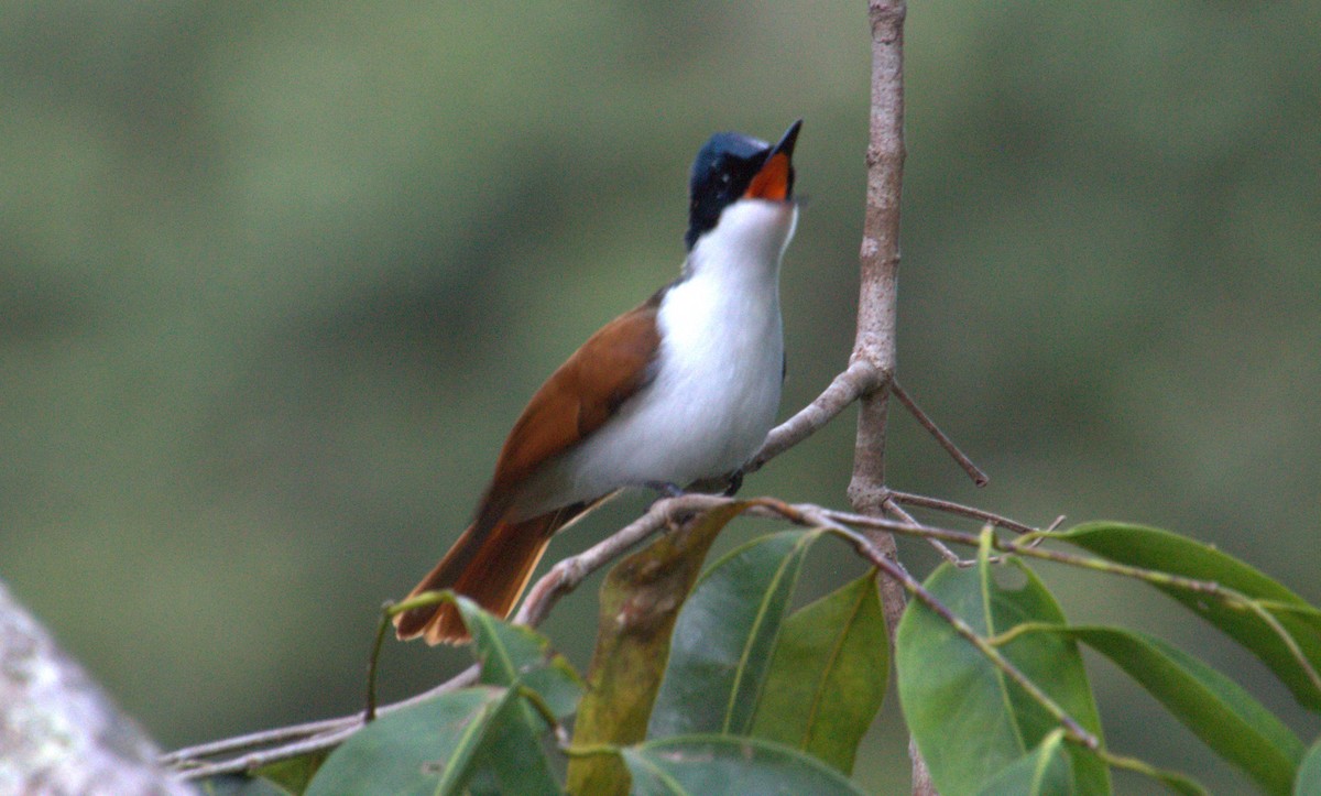 Shining Flycatcher - ML637249612