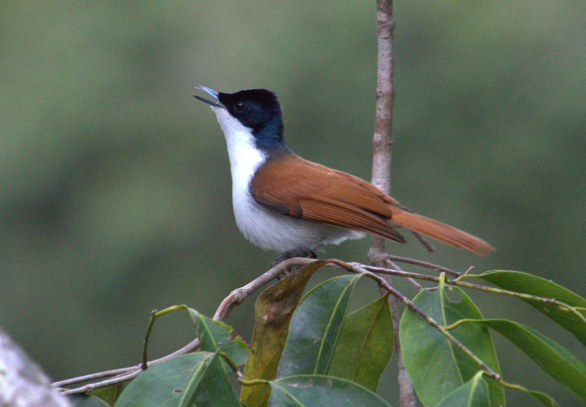 Shining Flycatcher - ML637249613