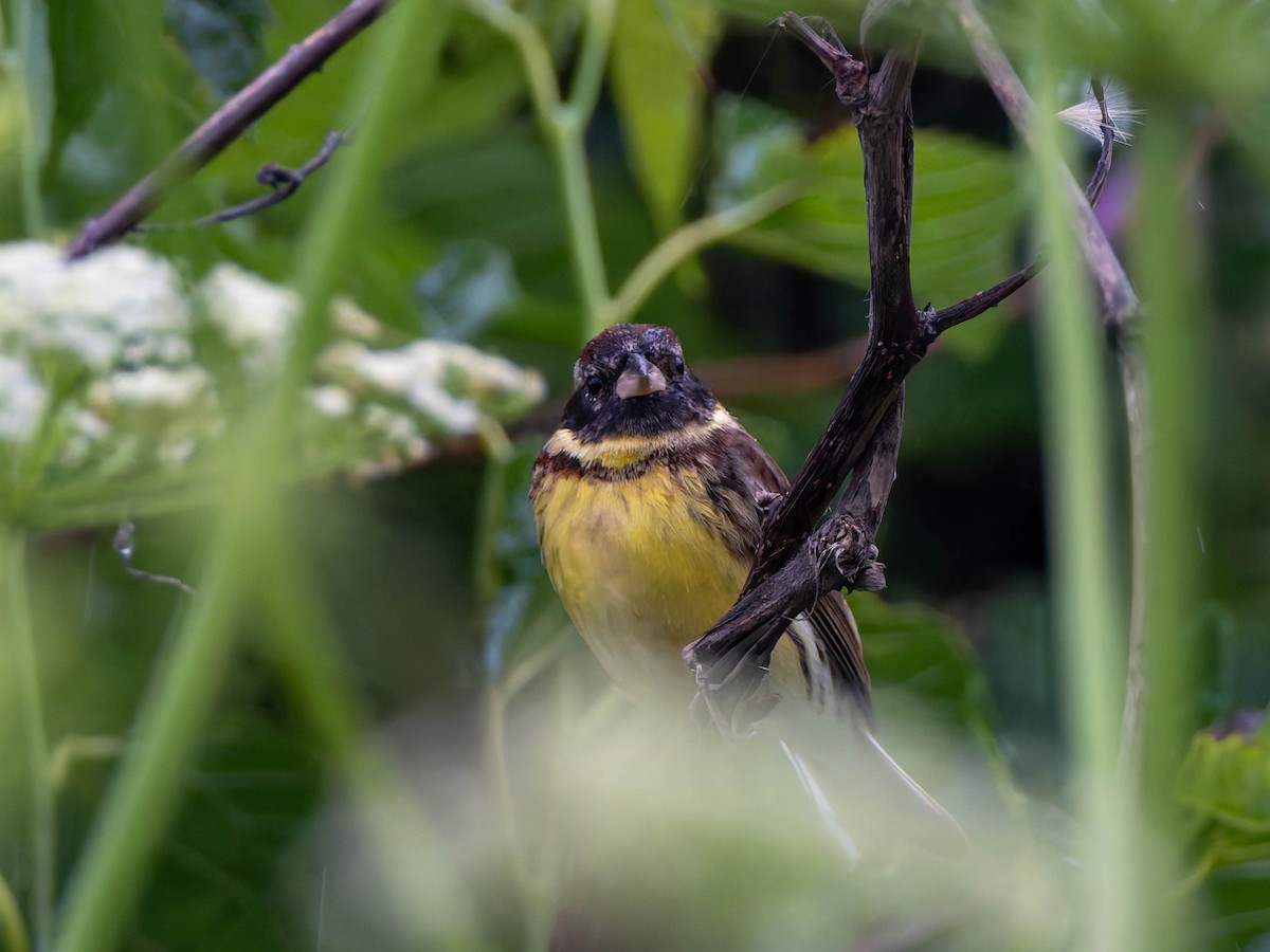 Yellow-breasted Bunting - ML637249632